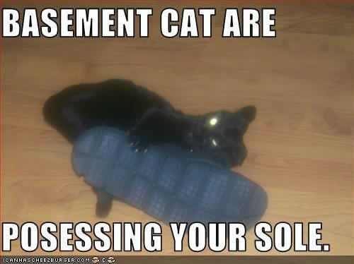 Basement Cat Meme